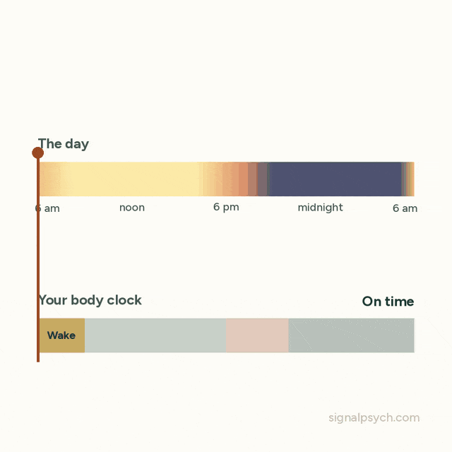 Animation. Two bars show the day and your body clock, with its daily schedule of waking, being active, unwinding and sleeping. At first they line up. Then the body clock slides several hours late and a step gets skipped. Morning light, same times and dark evenings pull it back into line.